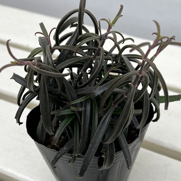 カランコエ：黒錦蝶 3号ポット