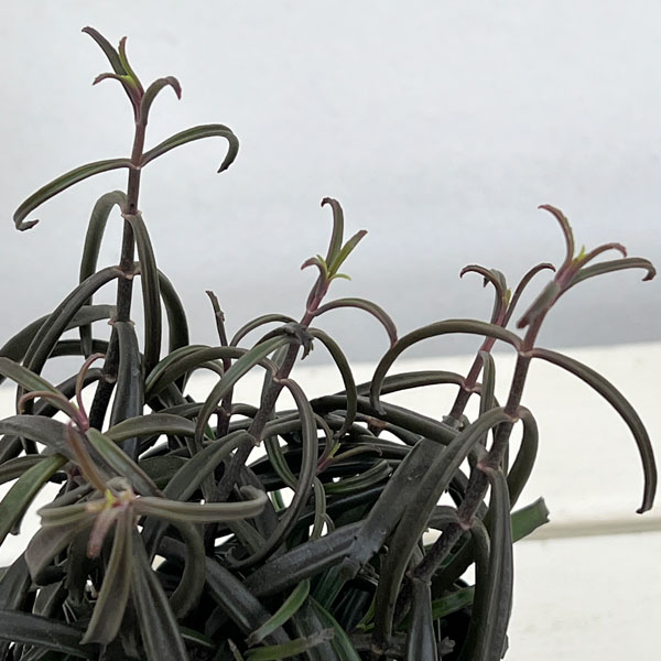 カランコエ：黒錦蝶 3号ポット