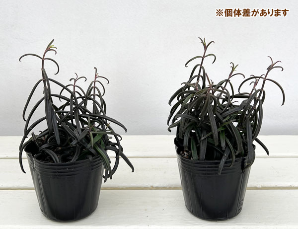 カランコエ：黒錦蝶 3号ポット