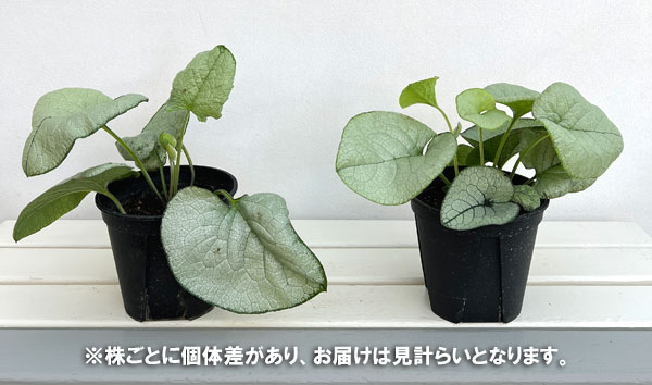 園芸ネット本店｜ブルンネラ：アレクサンドリア5号鉢植え の通販【公式】