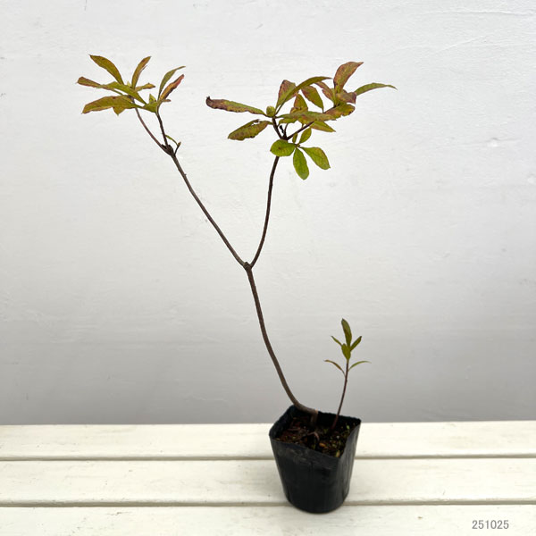 香りツツジ:シャネル(黄)3.5号ポット