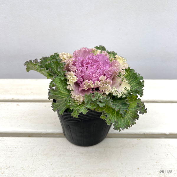 ハボタン：ドレス ピンクバイカラー3.5号ポット