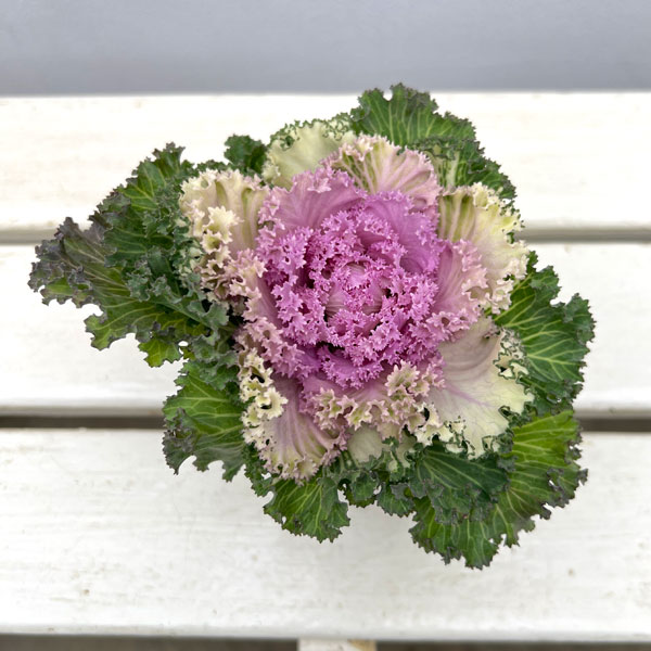 ハボタン：ドレス ピンクバイカラー3.5号ポット