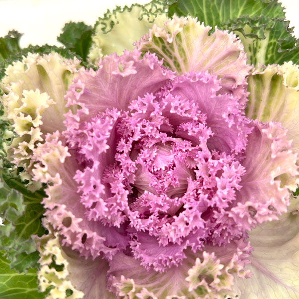 ハボタン：ドレス ピンクバイカラー3.5号ポット