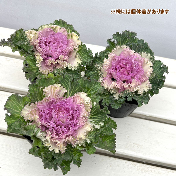 ハボタン：ドレス ピンクバイカラー3.5号ポット