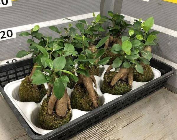 ガジュマル(多幸の木)の苔玉