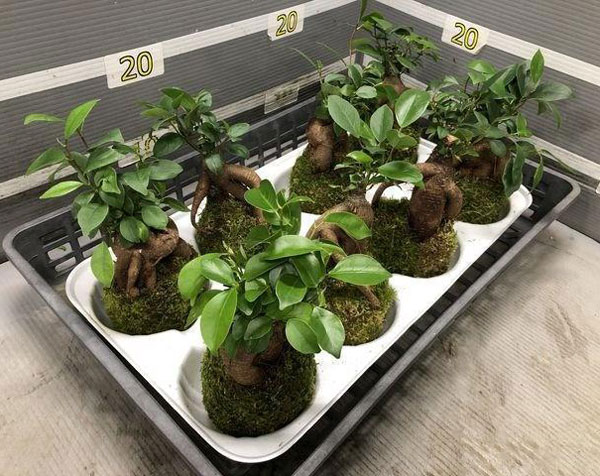 ガジュマル(多幸の木)の苔玉