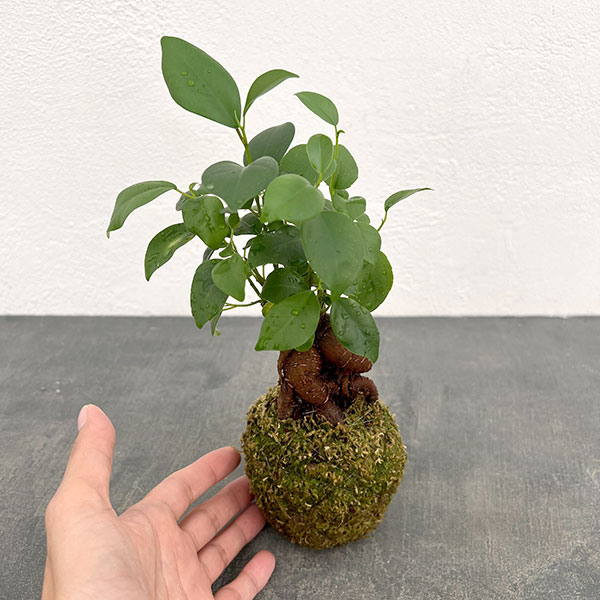ガジュマル(多幸の木)の苔玉