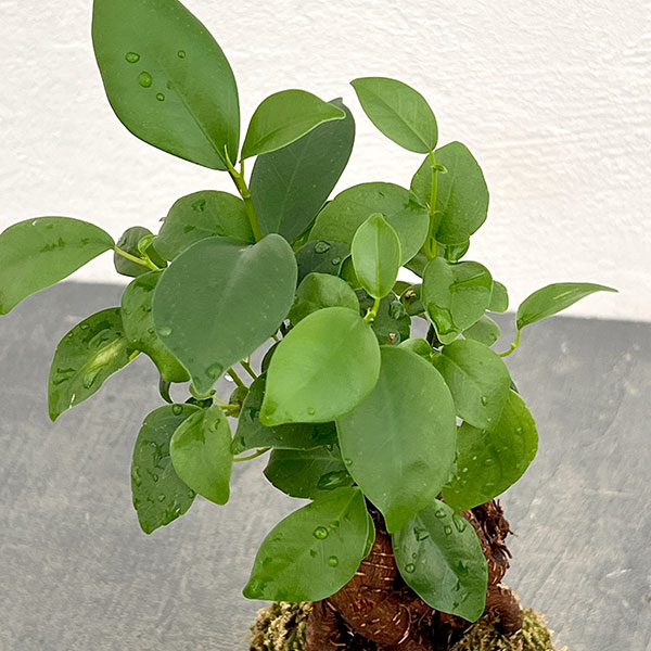 ガジュマル(多幸の木)の苔玉