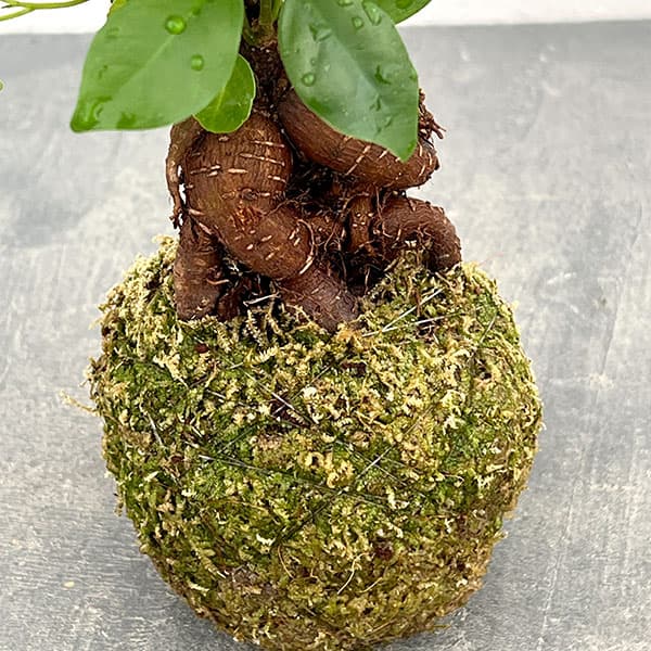 ガジュマル(多幸の木)の苔玉