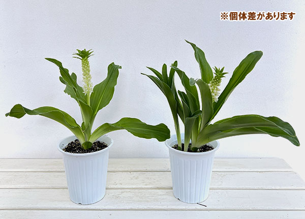 ユーコミス(パイナップルリリー):ホワイト4号鉢植え