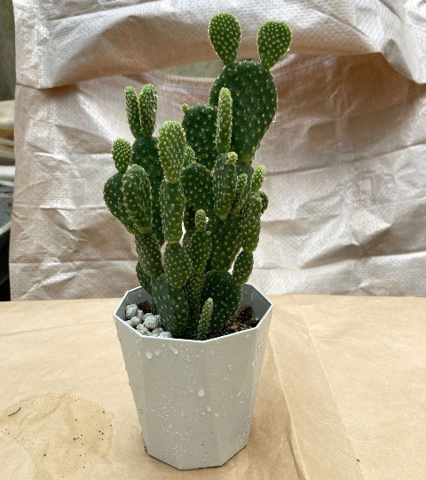 サボテン:金烏帽子(きんえぼし)4号鉢植え
