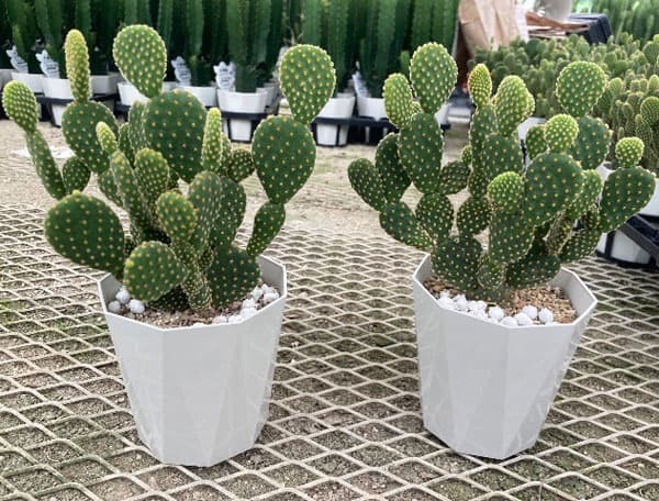 サボテン:金烏帽子(きんえぼし)4号鉢植え