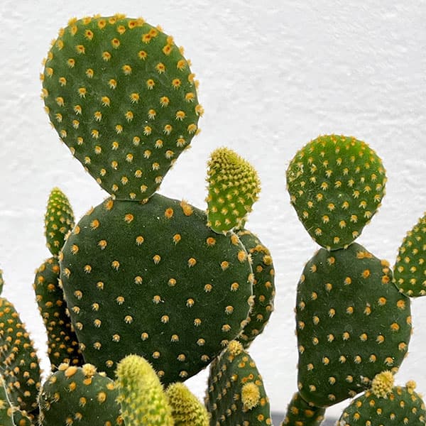 サボテン:金烏帽子(きんえぼし)4号鉢植え