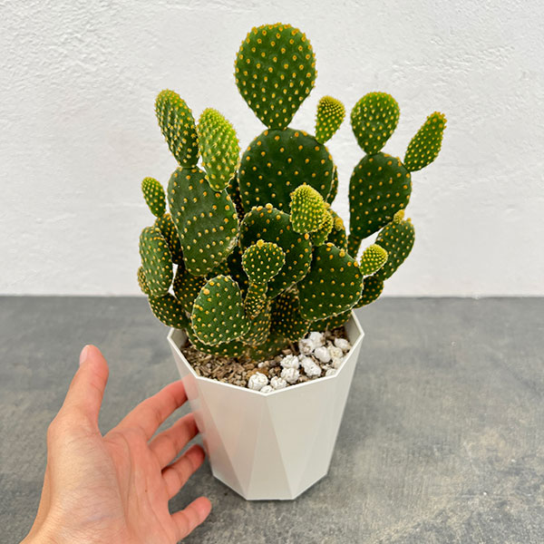 サボテン:金烏帽子(きんえぼし)4号鉢植え