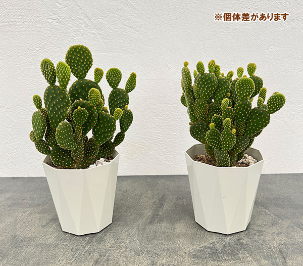 サボテン:金烏帽子(きんえぼし)4号鉢植え