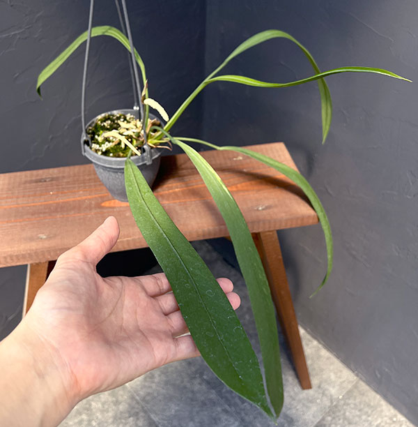 園芸ネット本店｜アンスリウム：ビッタリフォリウム （ちょっと斑入り