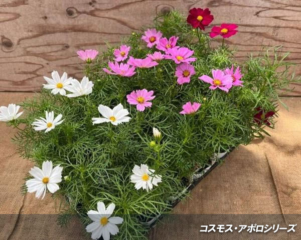 コスモス：アポロ　ラブソング ローズウイズアイ3号ポット