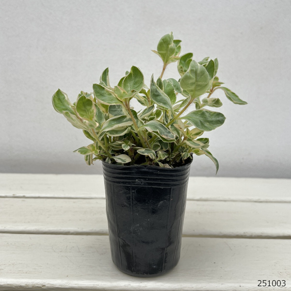 リシマキア:トワイライト2.5号ポット