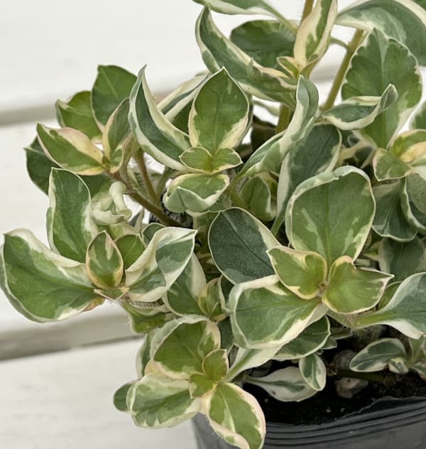 リシマキア:トワイライト2.5号ポット