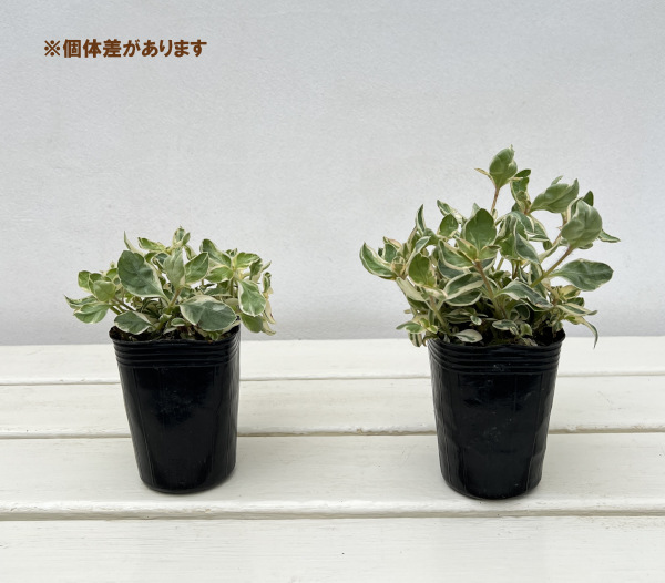 リシマキア:トワイライト2.5号ポット