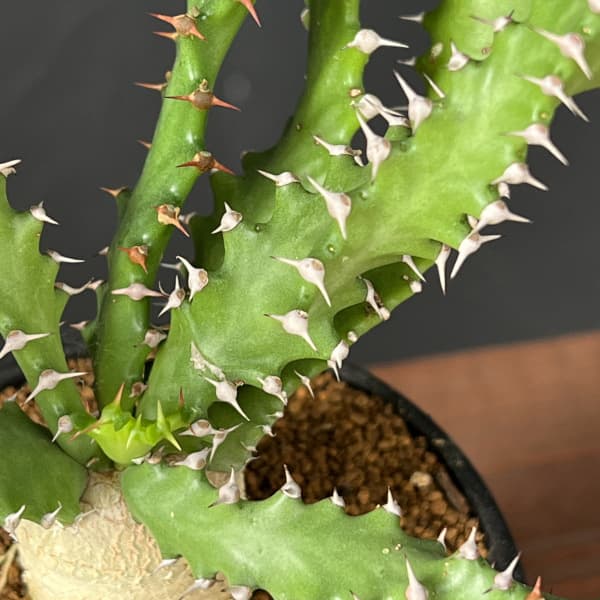 ユーフォルビア：スクアローサ3号鉢植え