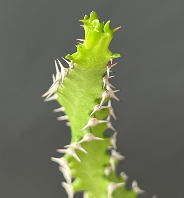 ユーフォルビア：スクアローサ3号鉢植え