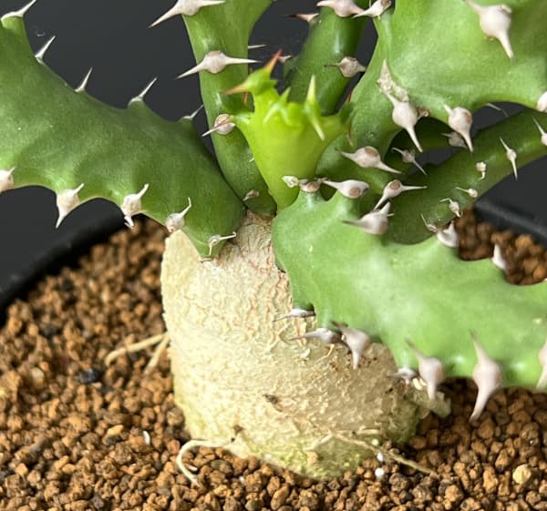 ユーフォルビア：スクアローサ3号鉢植え
