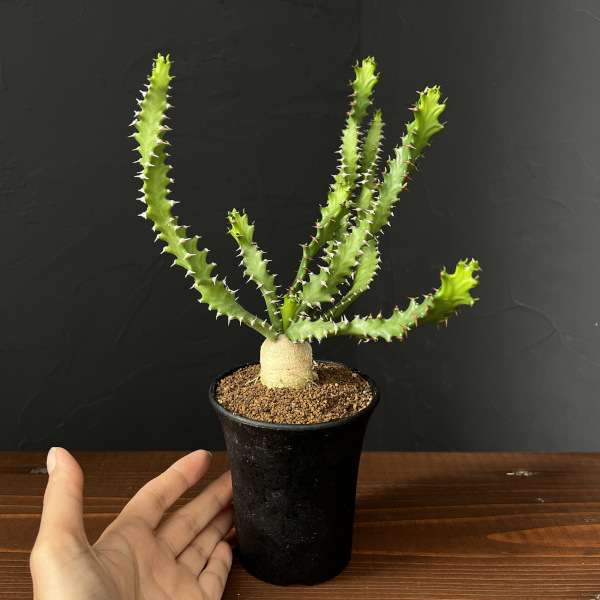 ユーフォルビア：スクアローサ3号鉢植え