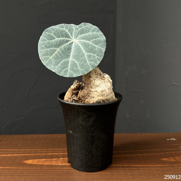 ステファニア：カウィーサキー　3号鉢植え25-08