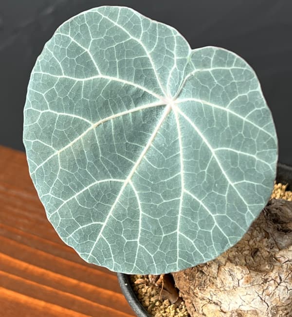 ステファニア：カウィーサキー　3号鉢植え25-08