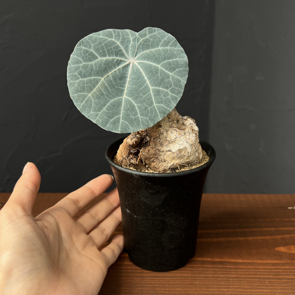 ステファニア：カウィーサキー　3号鉢植え25-08