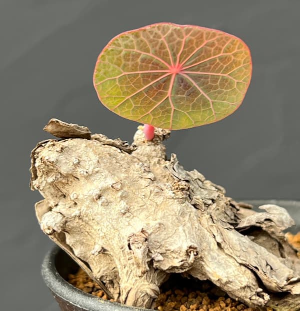 ステファニア:カウィーサキー 3号鉢植え25-09