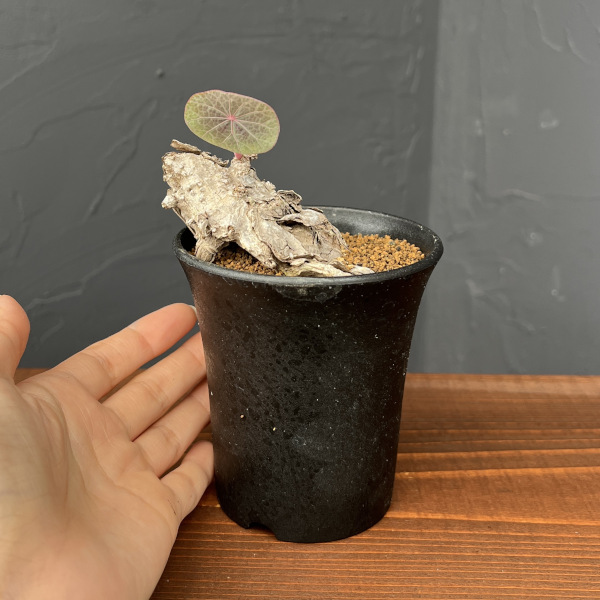 ステファニア:カウィーサキー 3号鉢植え25-09