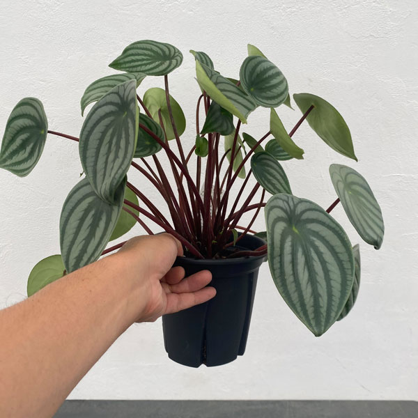 ぺぺロミア ：サンデルシー　5号鉢（根っこつよし）植え