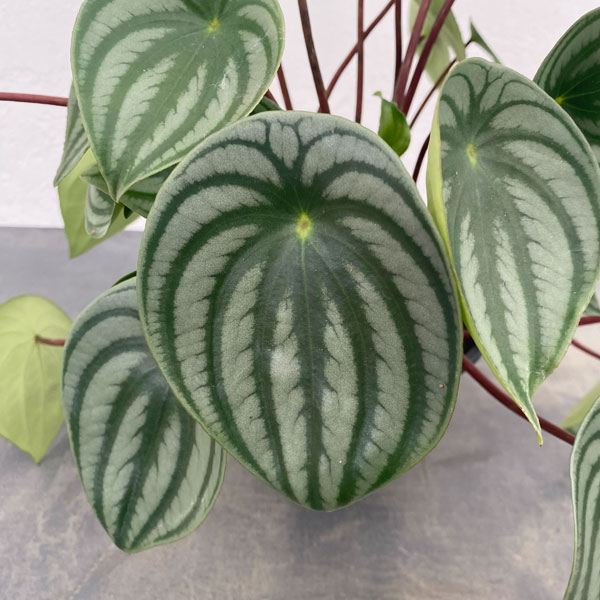 ぺぺロミア ：サンデルシー　5号鉢（根っこつよし）植え