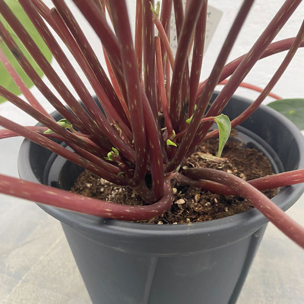 ぺぺロミア ：サンデルシー　5号鉢（根っこつよし）植え