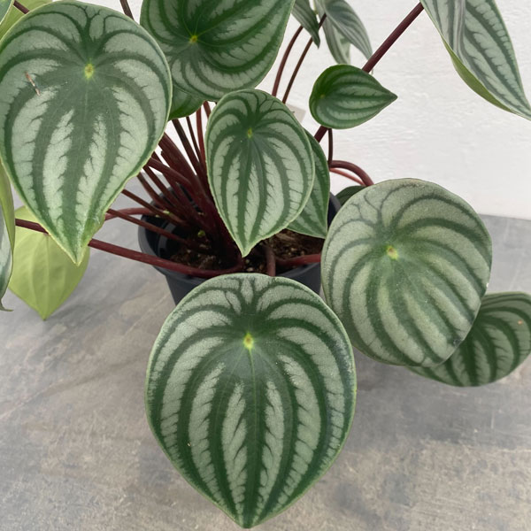 ぺぺロミア ：サンデルシー　5号鉢（根っこつよし）植え