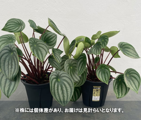 ぺぺロミア ：サンデルシー　5号鉢（根っこつよし）植え