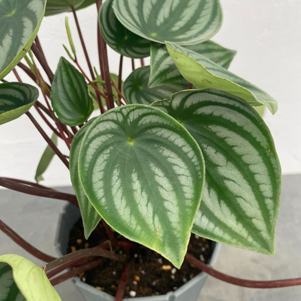 ぺぺロミア ：サンデルシー　5号鉢植え*