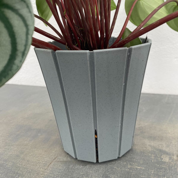 ぺぺロミア ：サンデルシー　5号鉢植え*