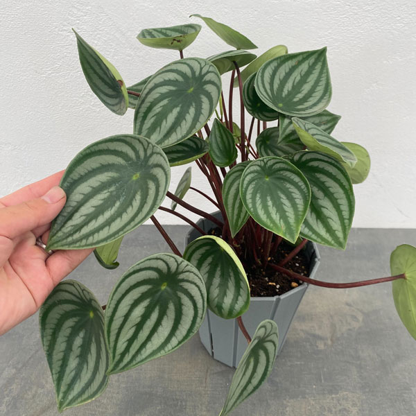 ぺぺロミア ：サンデルシー　5号鉢植え*