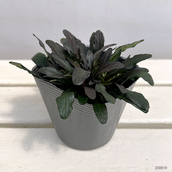 [送料無料]アジュガ：フェザーフレンズ　ノーブルナイチンゲール3.5号ポット 12株セット