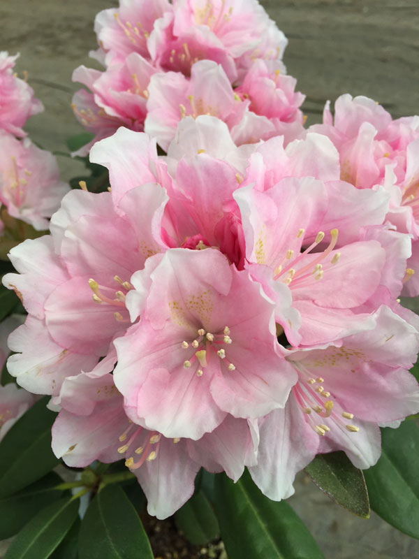シャクナゲ（石楠花）：ドック 5号鉢植え