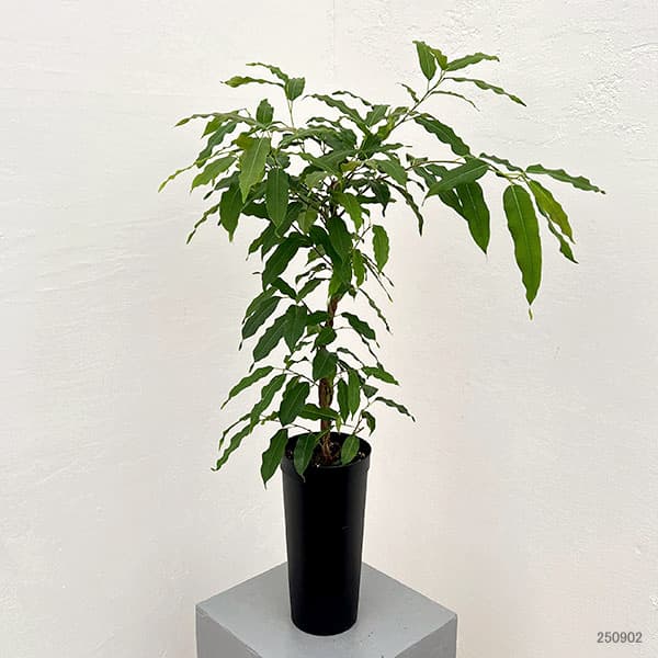 フィカス：コンシンナ　4号鉢植え