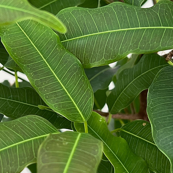 フィカス：コンシンナ　4号鉢植え