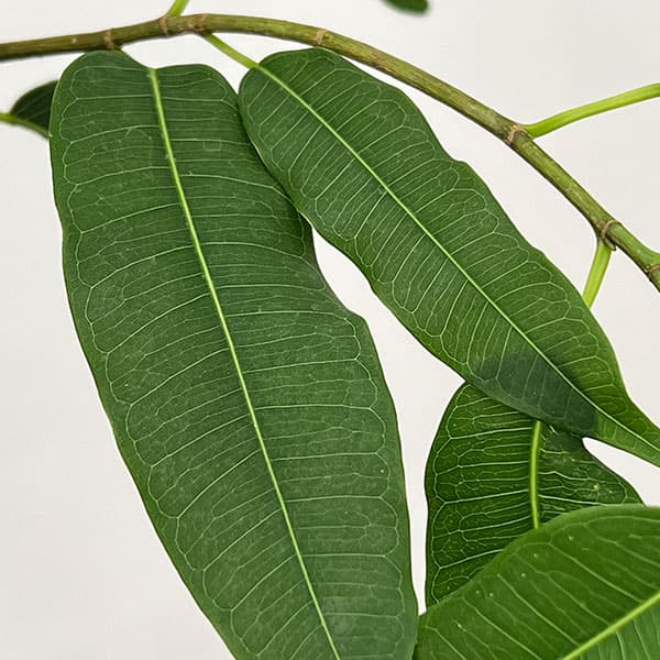 フィカス：コンシンナ　4号鉢植え