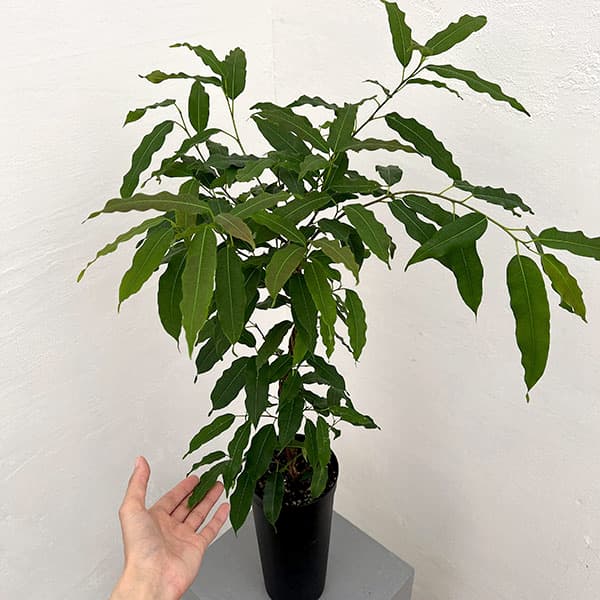 フィカス：コンシンナ　4号鉢植え