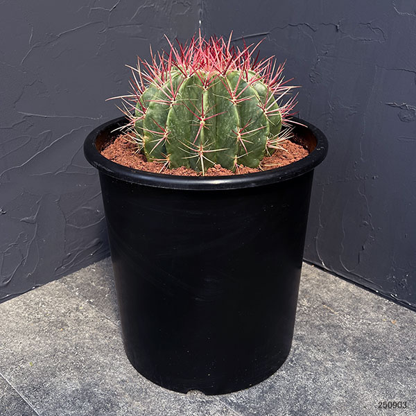 フェロカクタス：赤鳳　8号鉢植え