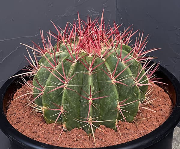 フェロカクタス：赤鳳　8号鉢植え